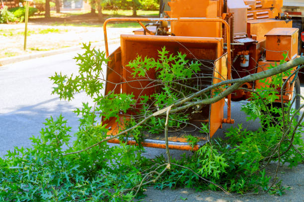 Best Emergency Tree Service  in USA